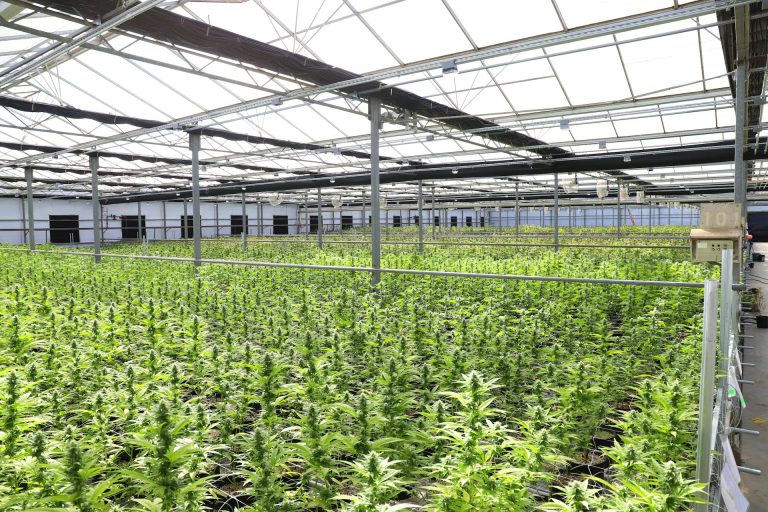 Seed-to-Sale Made Simple: LilyPad METRC Integration Keeps You Compliant
